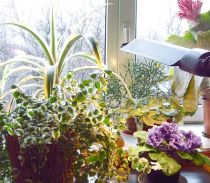 Комнатные растения помогут сделать воздух чище