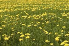 Цветение некоторых видов растений может быть причиной аллергии